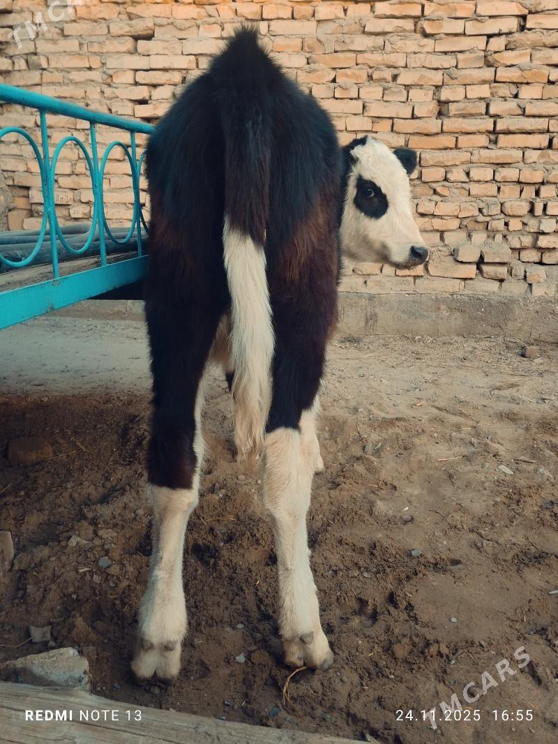 Smental Unajyn - Türkmenabat - img 2