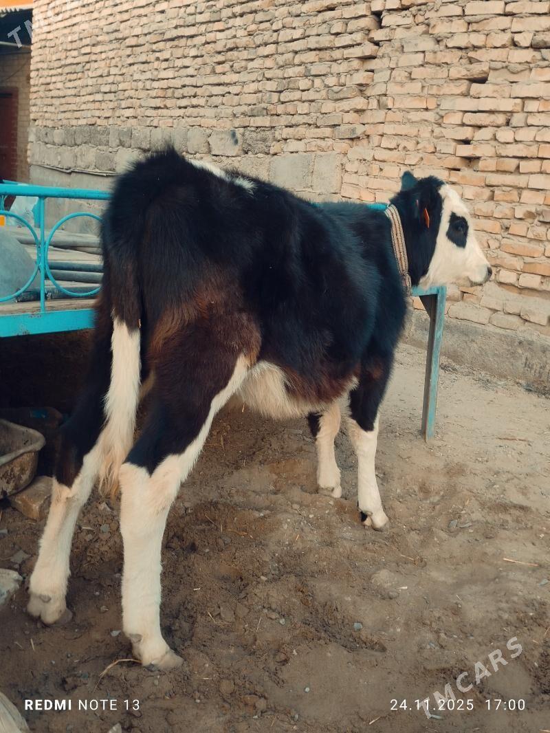 Smental Unajyn - Türkmenabat - img 3