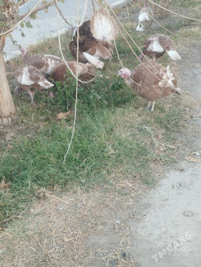 owgan induk yumutga - Ашхабад - img 2