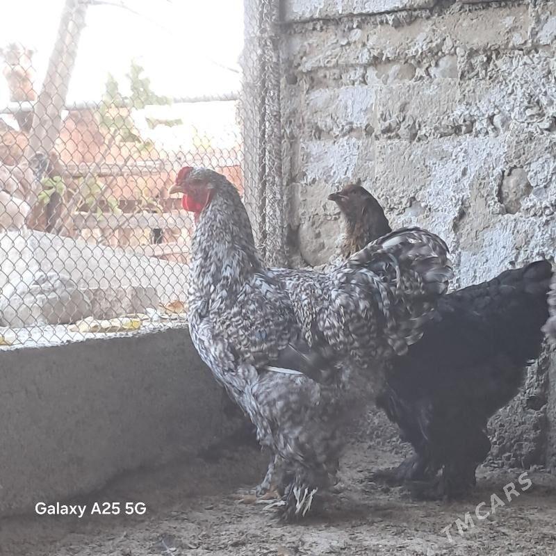 brama towuk we horaz  + - Гёкдепе - img 2