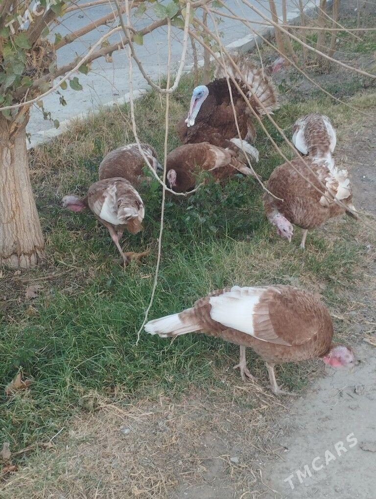 owgan induk yumutga - Ашхабад - img 3