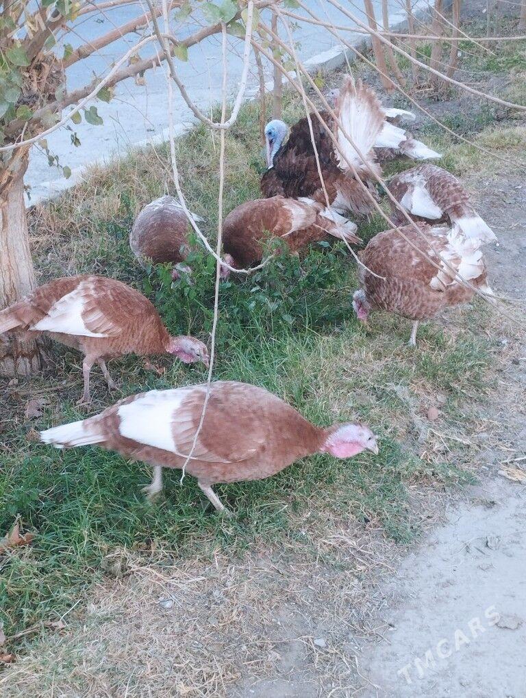 owgan induk yumutga - Ашхабад - img 4