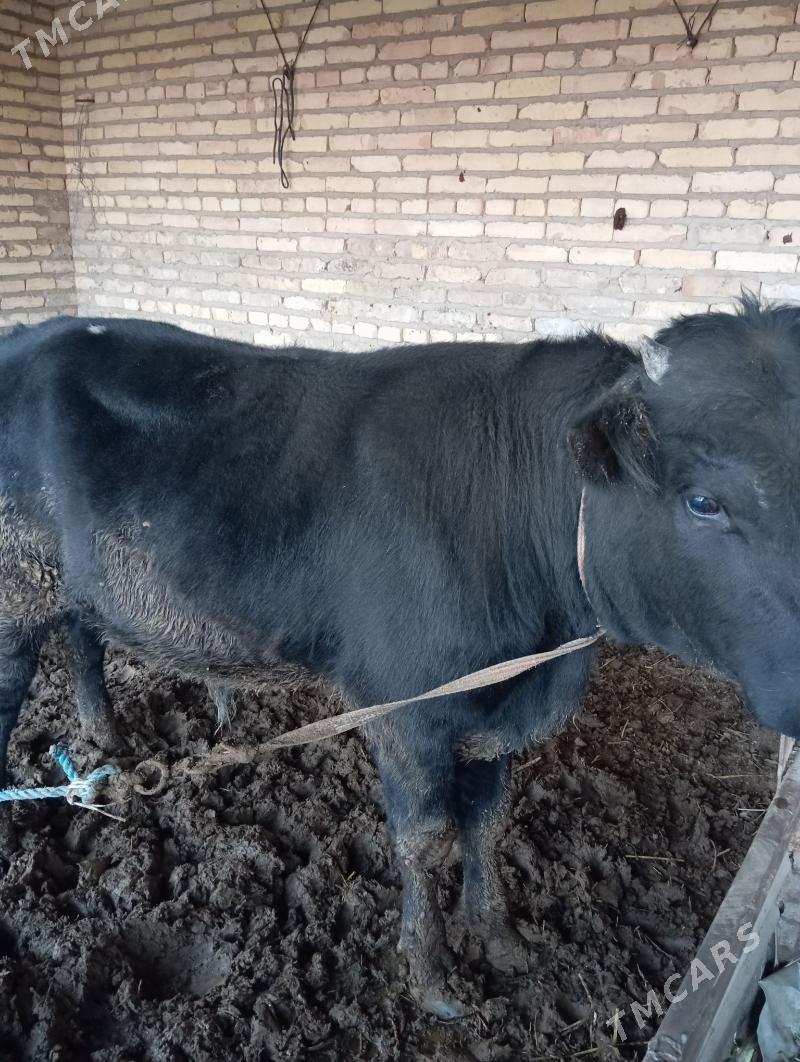 Okuz - Чарджоу - img 2