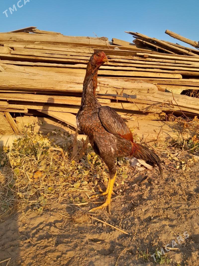 satlyk Bayes horaz - Wekilbazar - img 4