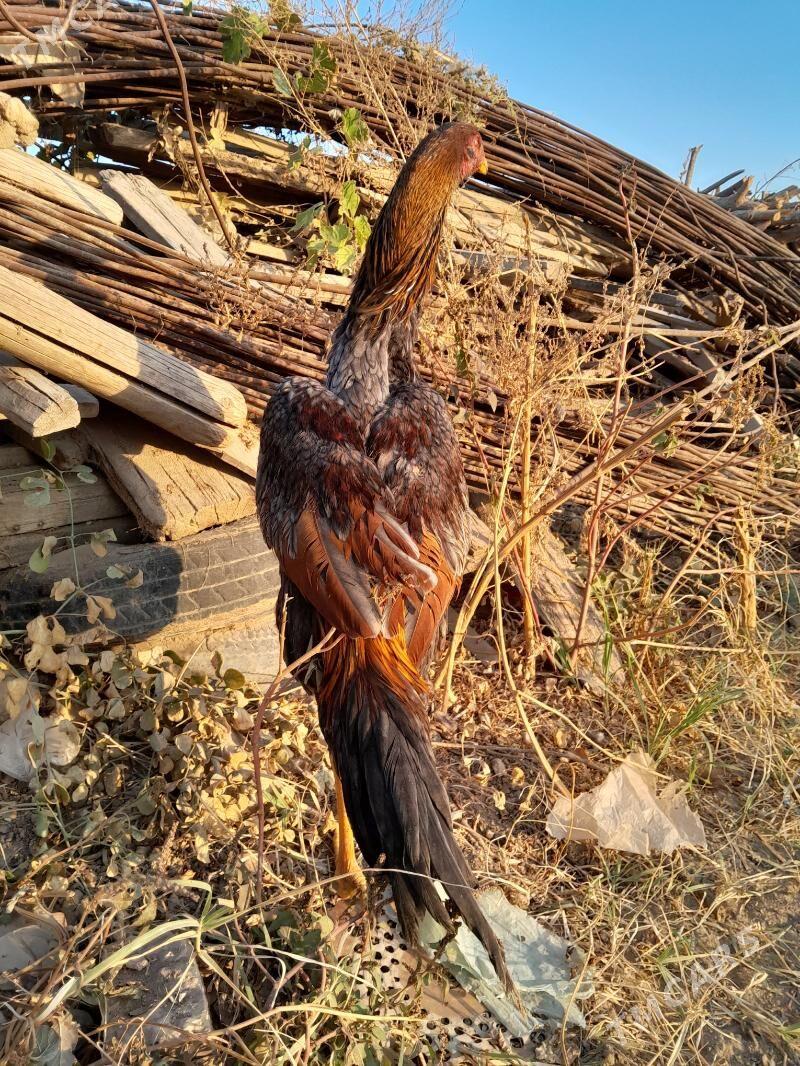 satlyk Bayes horaz - Wekilbazar - img 2