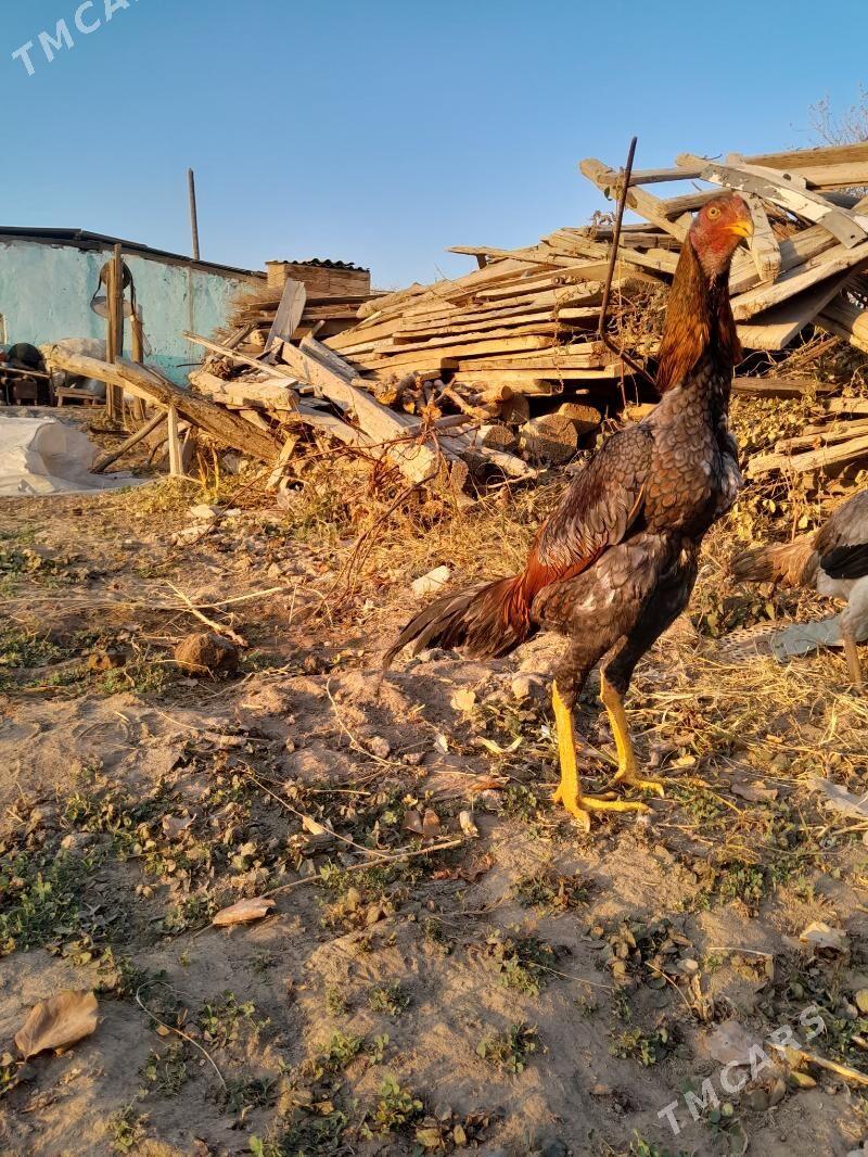 satlyk Bayes horaz - Wekilbazar - img 5