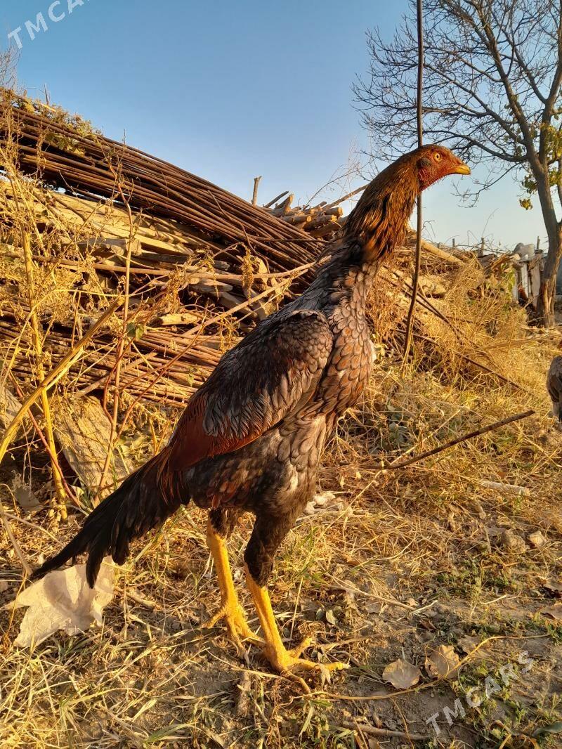 satlyk Bayes horaz - Wekilbazar - img 3