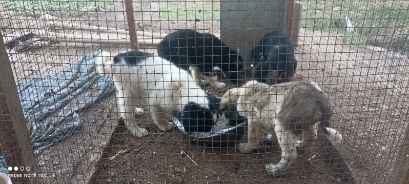 4sany - Туркменабат - img 6