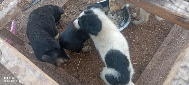 4sany - Туркменабат - img 4