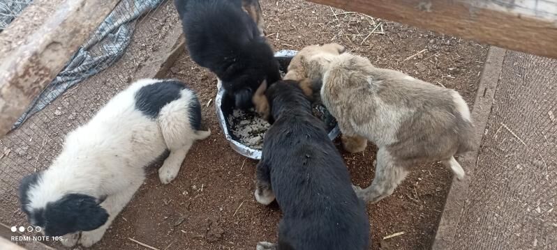 4sany - Туркменабат - img 5