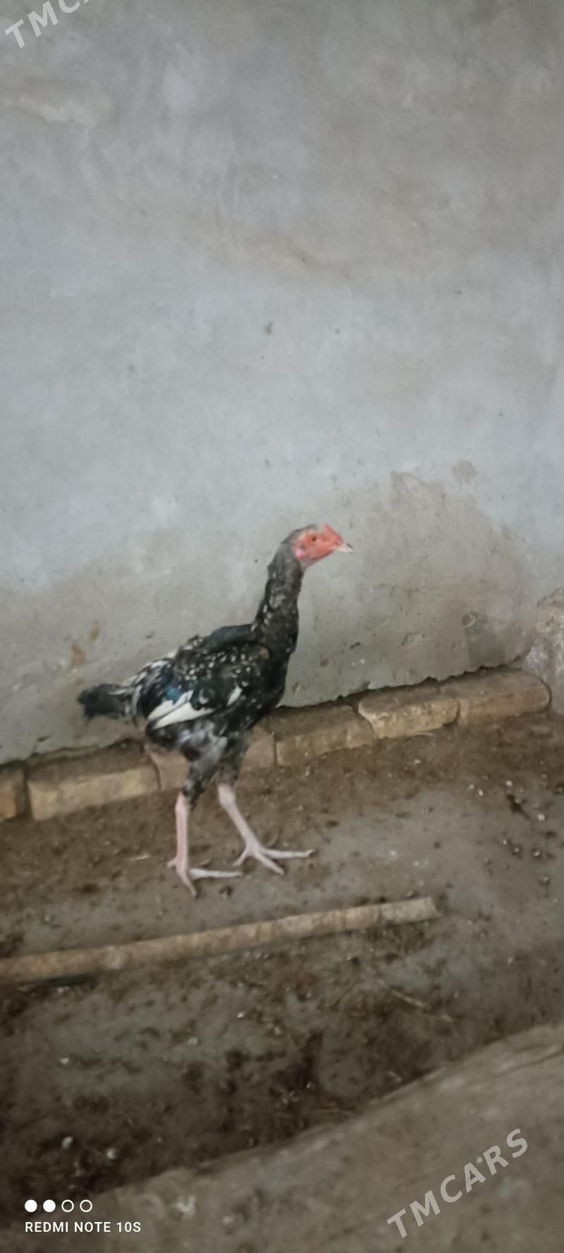 ýaş horaz jujeler - Туркменабат - img 6