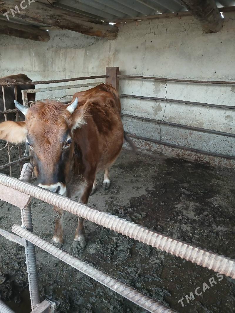 tuwe - Бахарден - img 2