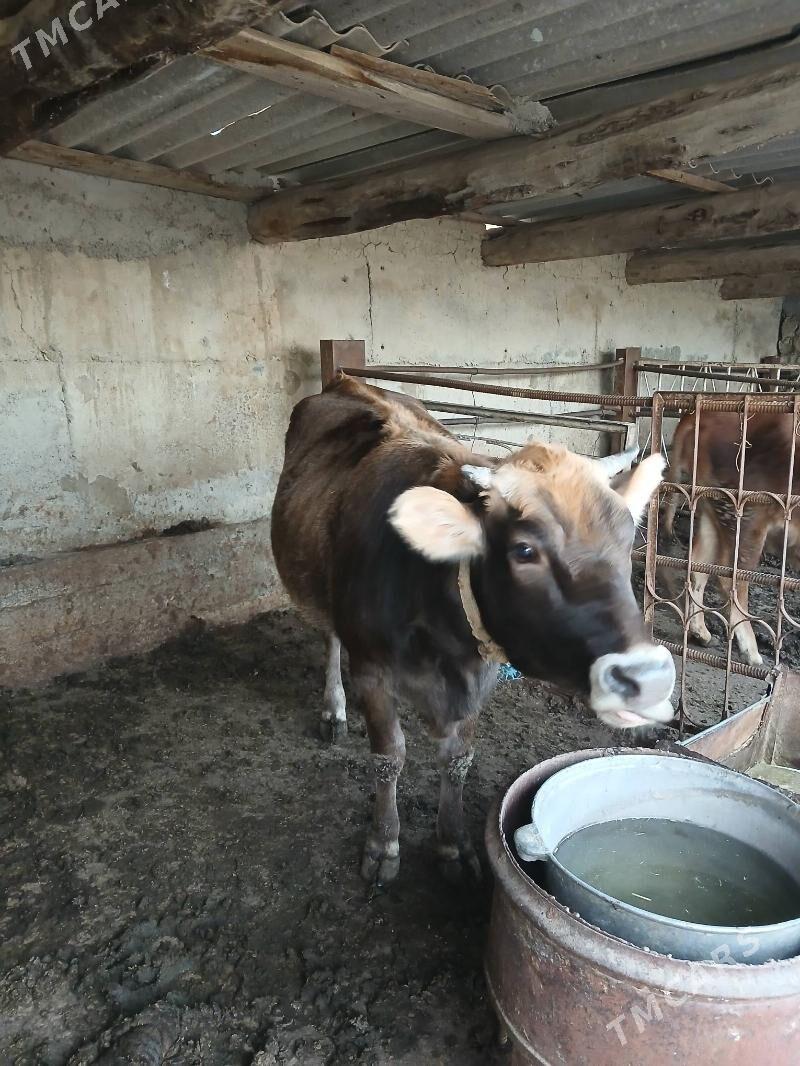 tuwe - Бахарден - img 4