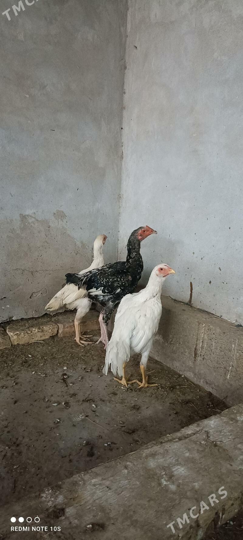 ýaş horaz jujeler - Туркменабат - img 5