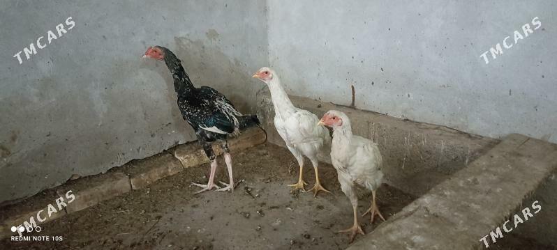 ýaş horaz jujeler - Туркменабат - img 3