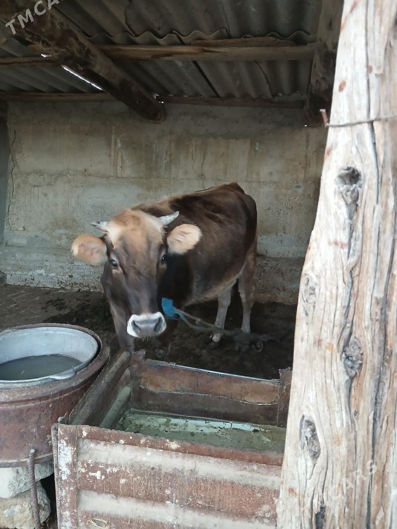 tuwe - Бахарден - img 3