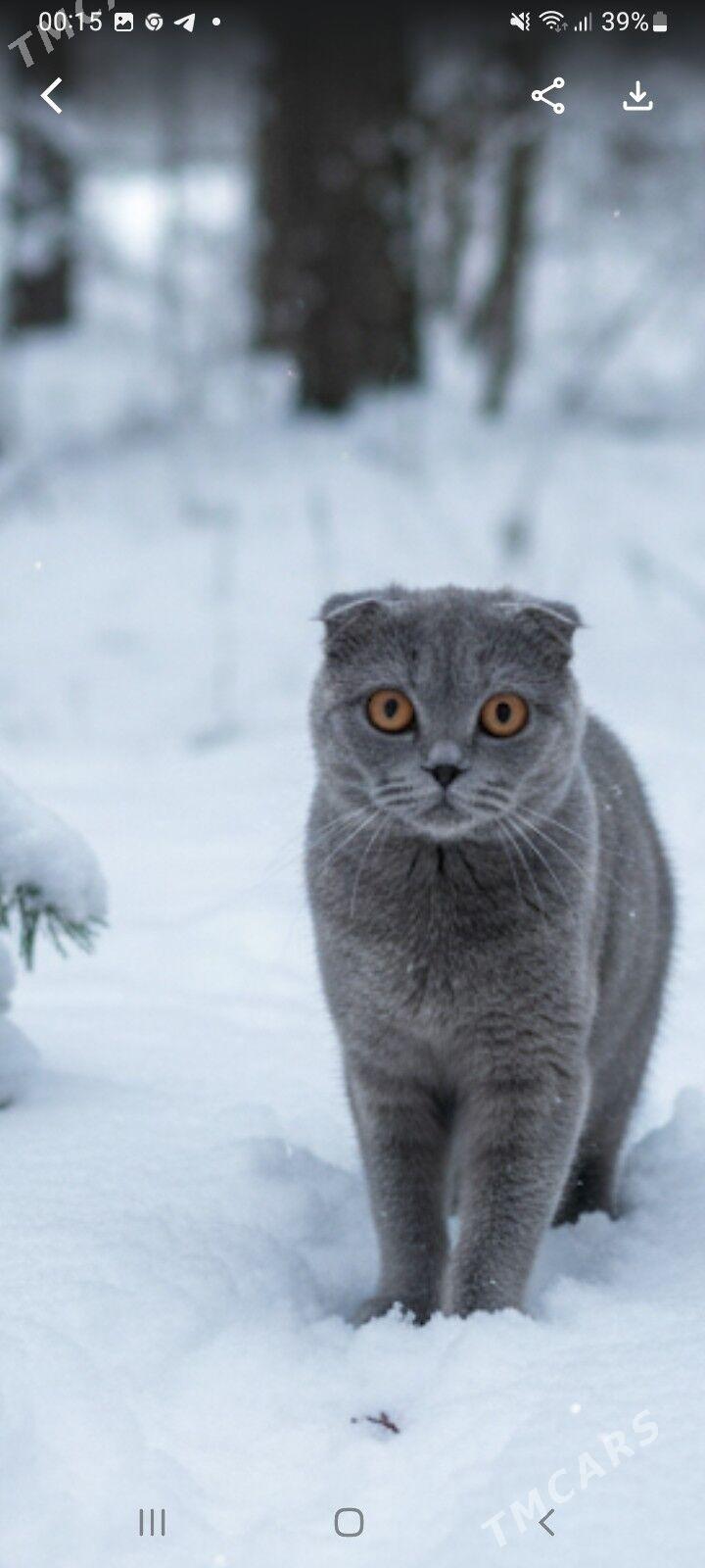 Шотландский кот на вязку - Türkmenabat - img 2