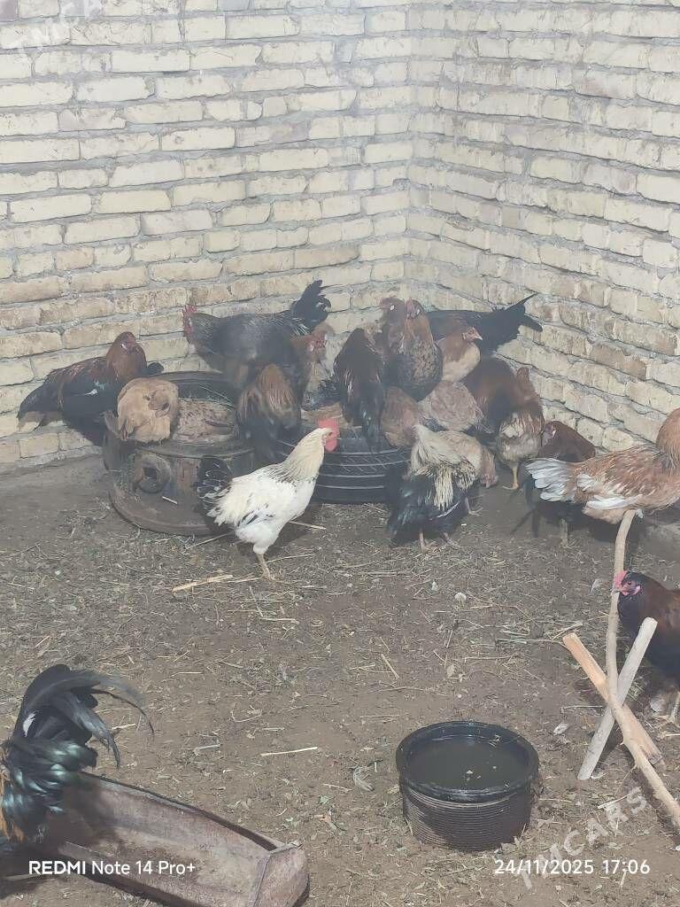 towuk - Dänew - img 2