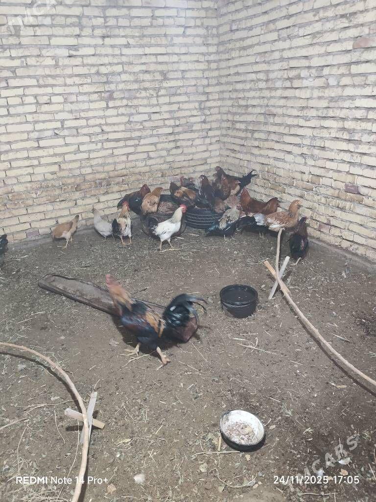 towuk - Dänew - img 3