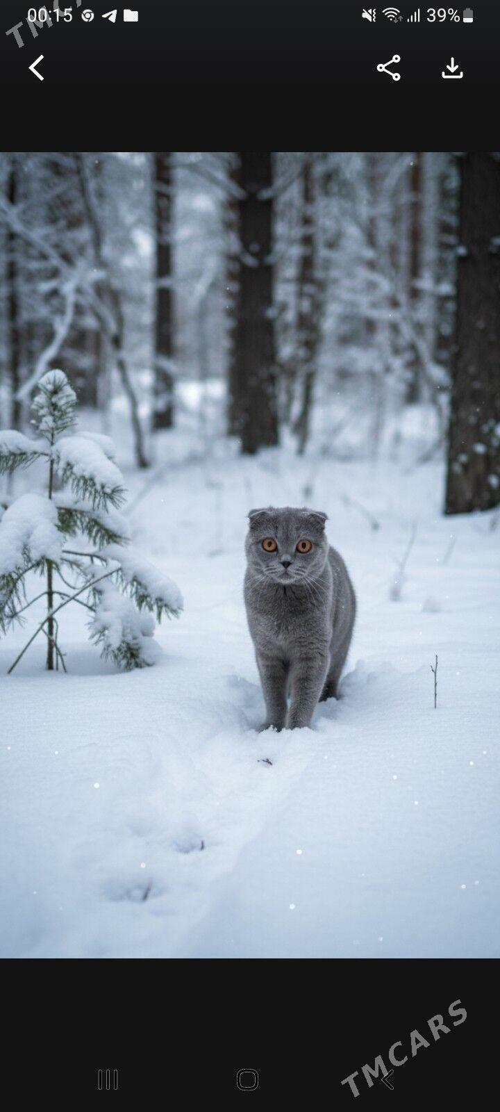 Шотландский кот на вязку - Türkmenabat - img 3