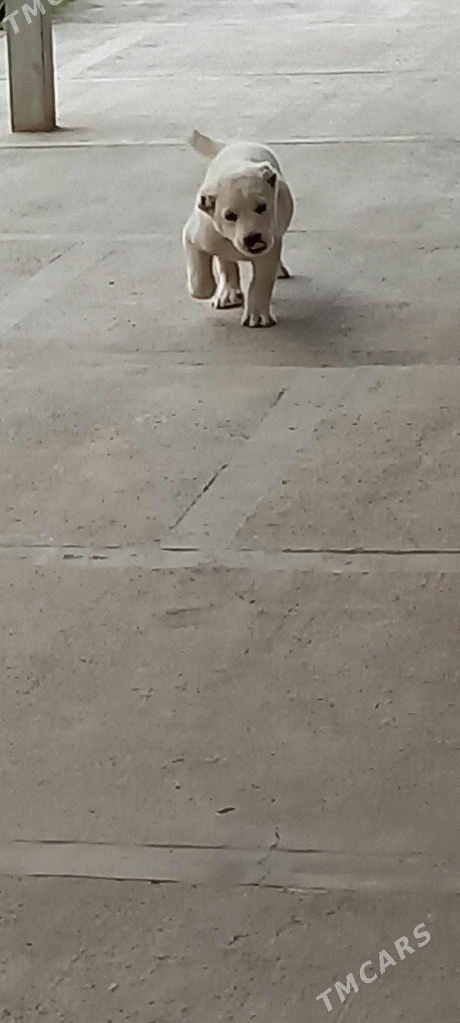 it - Кака - img 7