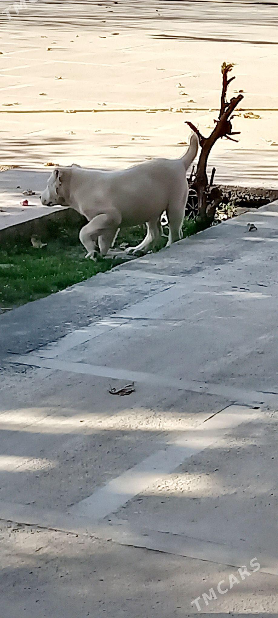 it - Кака - img 1