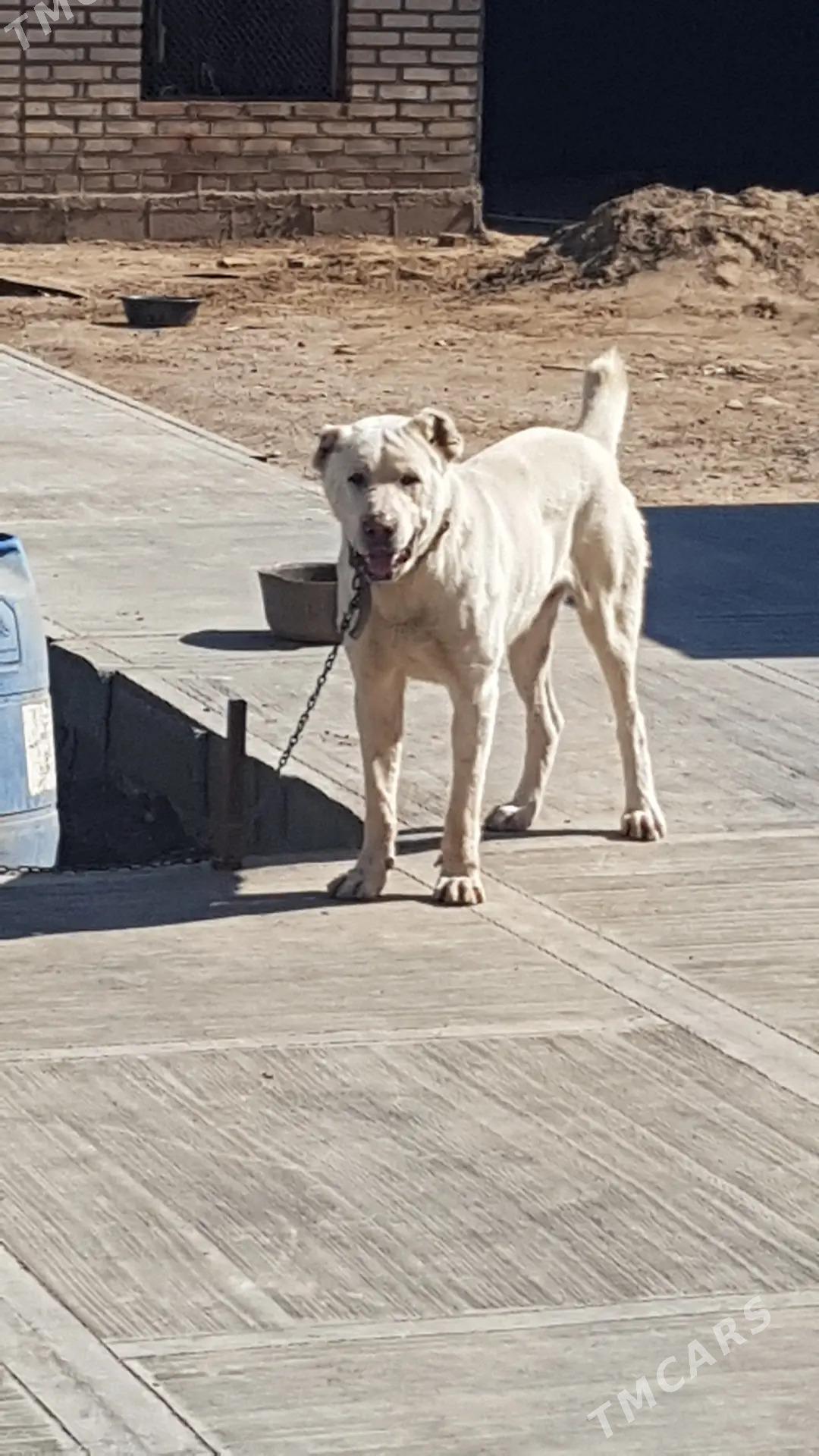 it - Кака - img 9