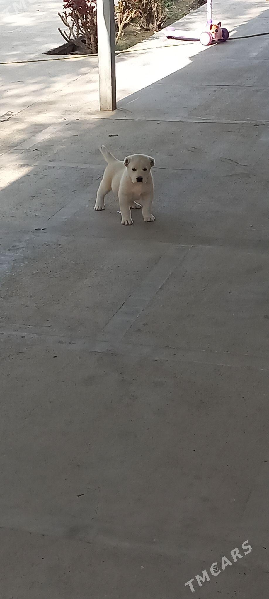 it - Кака - img 8