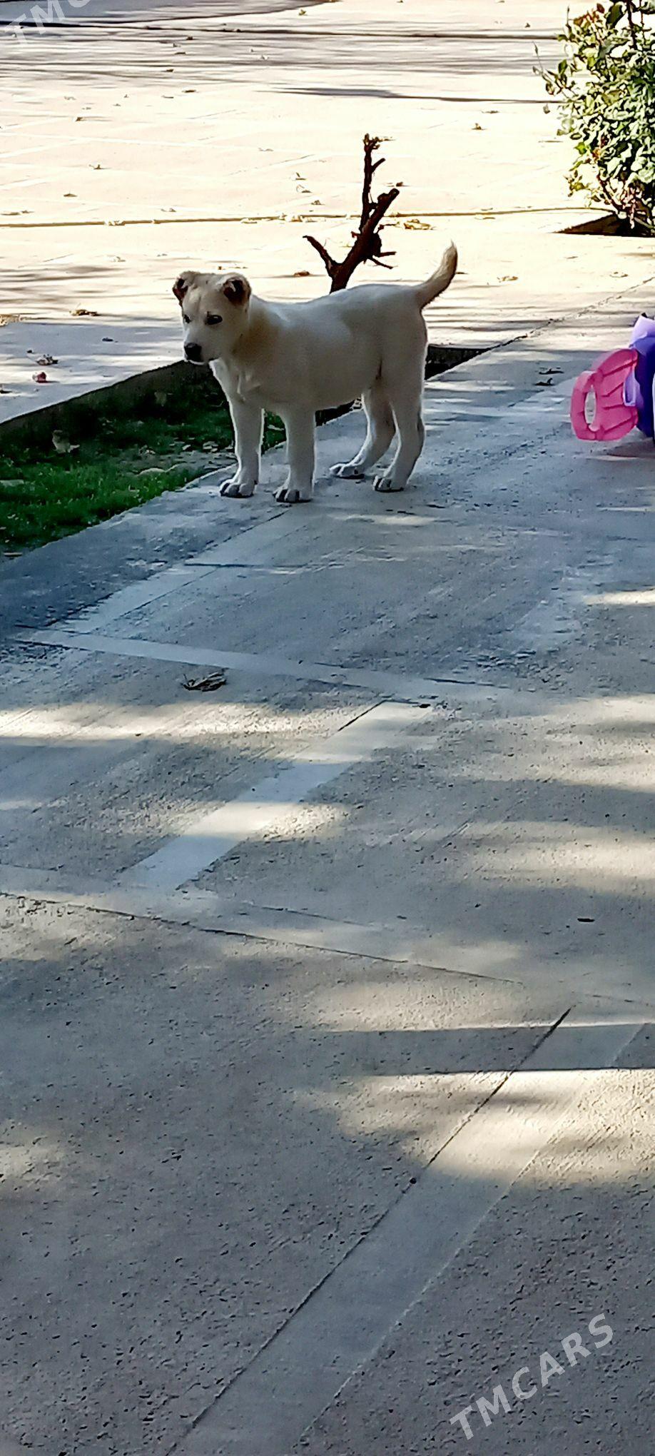 it - Кака - img 3