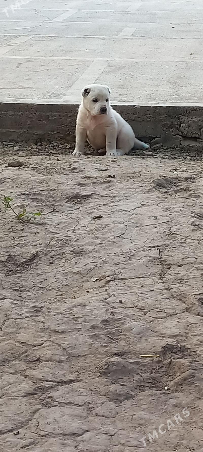 it - Кака - img 6