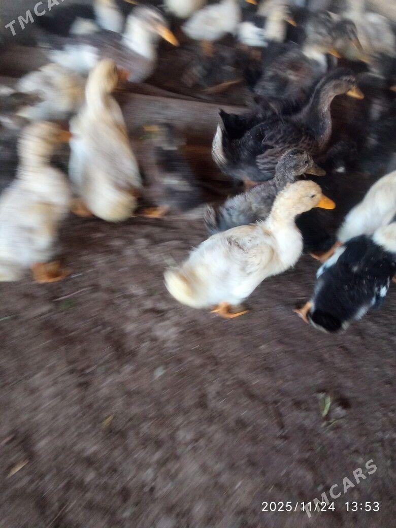 ORDEK GAK GAK - Sakarçäge - img 4