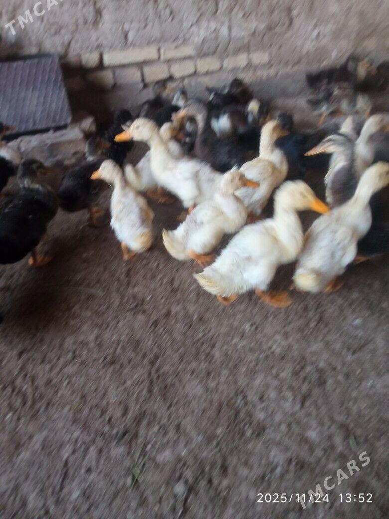 ORDEK GAK GAK - Sakarçäge - img 2