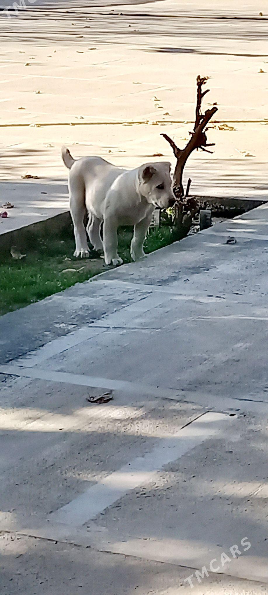 it - Кака - img 4