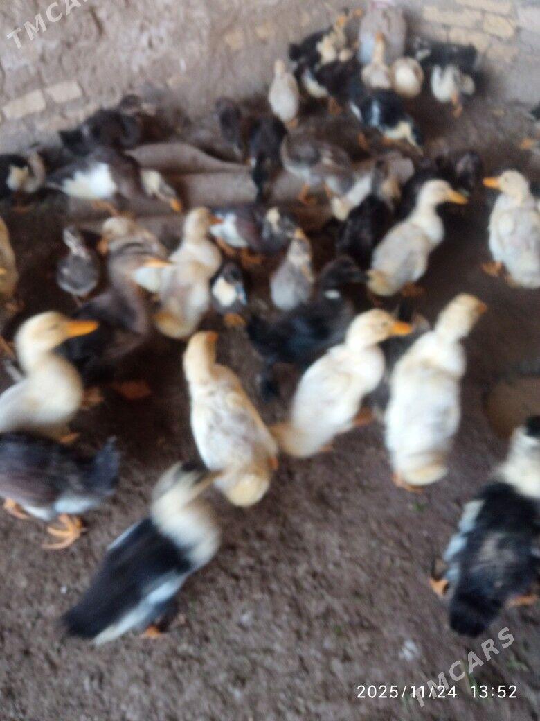 ORDEK GAK GAK - Sakarçäge - img 3