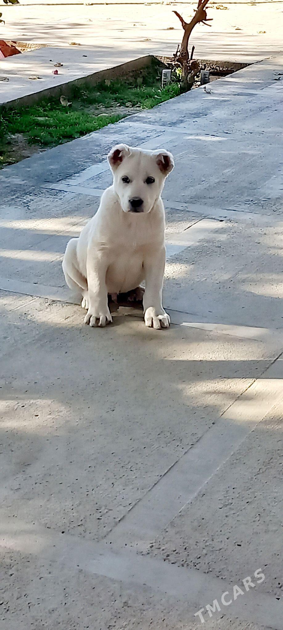 it - Кака - img 2