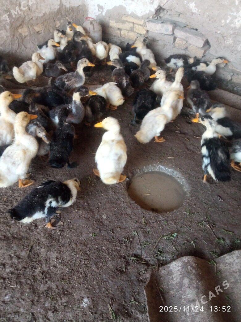 ORDEK GAK GAK - Sakarçäge - img 5