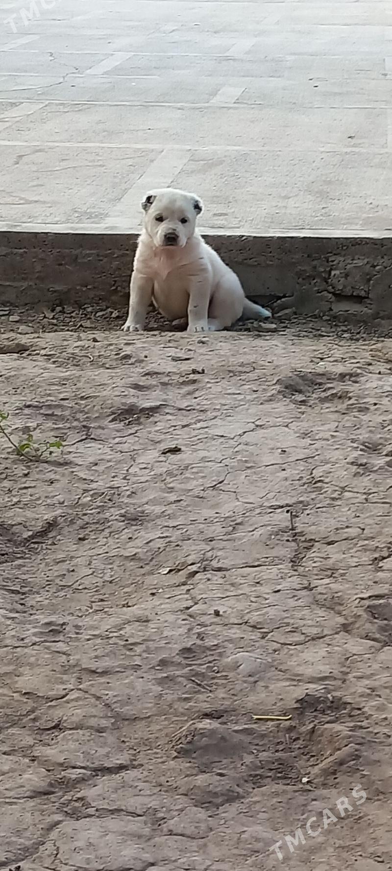 it - Кака - img 5