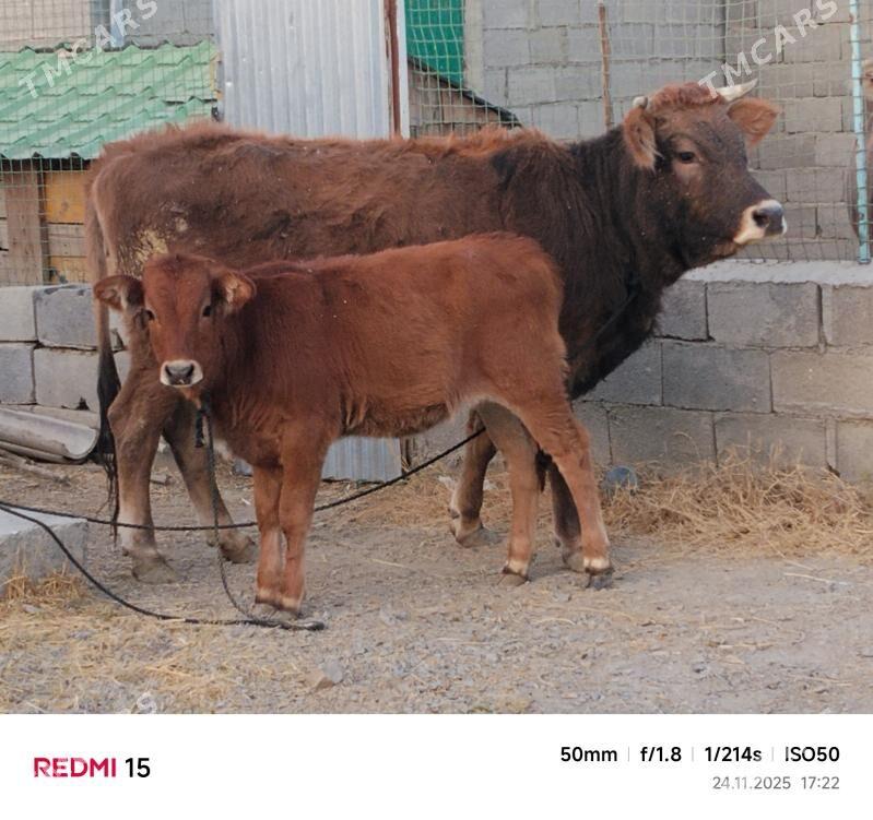 SIWES GOLELI SYGYR - Bäherden - img 2