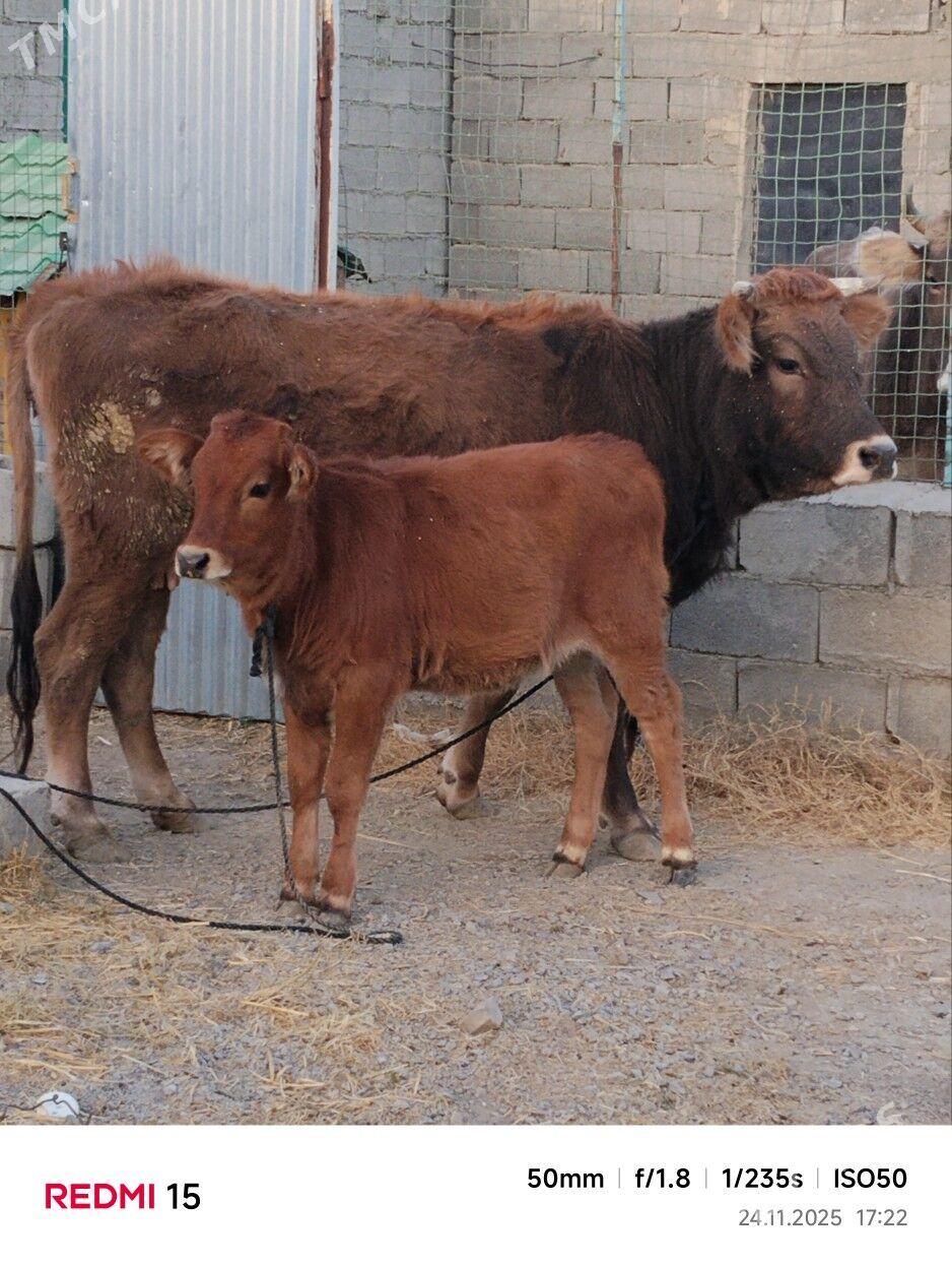 SIWES GOLELI SYGYR - Bäherden - img 1