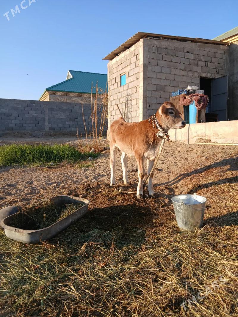 ökuz arasa şiwes tohum - Гёкдепе - img 3