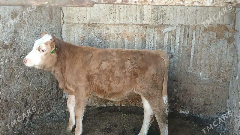 tohym öküz - Büzmeýin - img 1