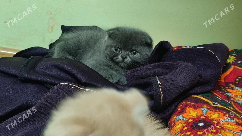 шотландские вислоухие мальчики - Türkmenabat - img 3