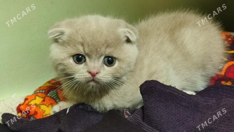 шотландские вислоухие мальчики - Türkmenabat - img 4