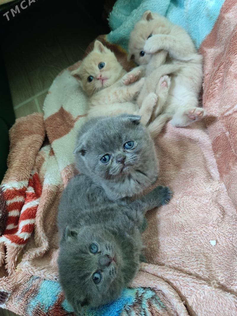 шотландские вислоухие мальчики - Türkmenabat - img 5