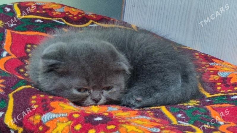 шотландские вислоухие мальчики - Türkmenabat - img 2