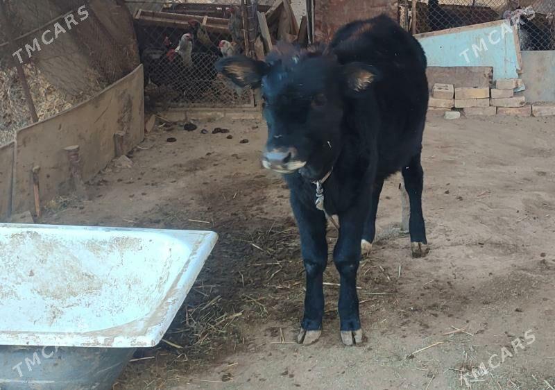 Gole - Мары - img 2