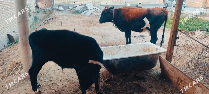 Gole - Мары - img 1