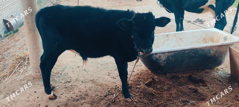 Gole - Мары - img 3