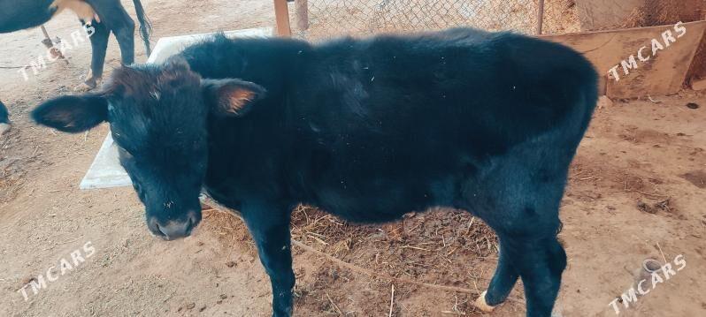 Gole - Мары - img 4