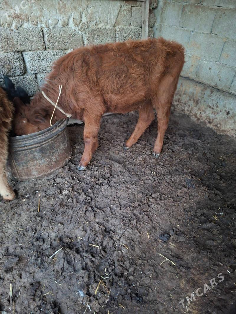 okuzce tuwe - Garadamak Şor - img 4